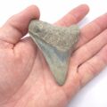 Megalodon Haizahn gefunden