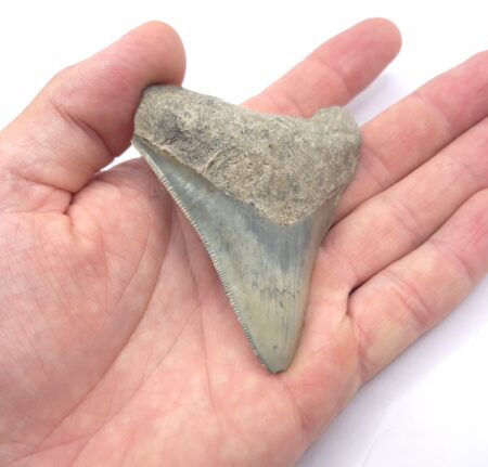Megalodon Haizahn gefunden