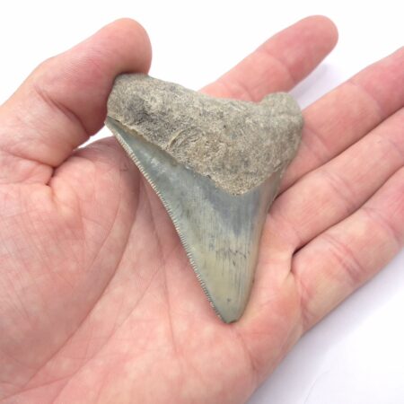 Megalodon Haizahn gefunden