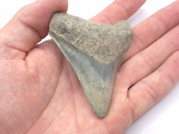 Megalodon Haizahn gefunden