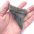 Megalodon Haizahn aus einem Fluss