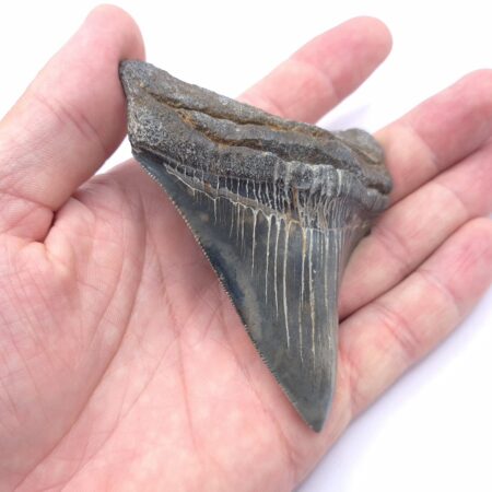 Megalodon Haizahn aus einem Fluss