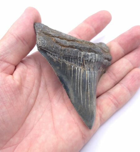 Megalodon Haizahn aus einem Fluss