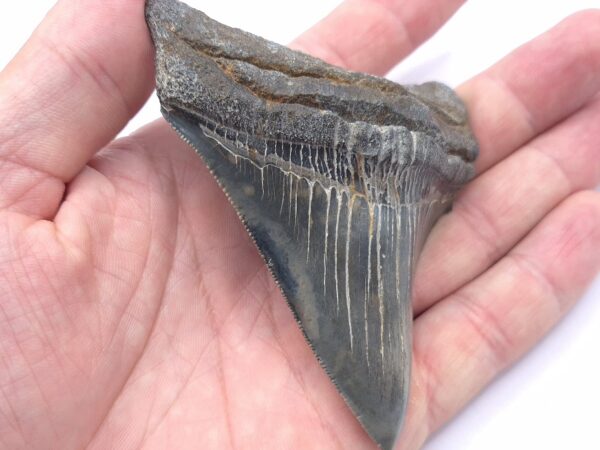 Megalodon Haizahn aus einem Fluss