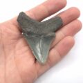 Megalodon Haizahn South Carolina