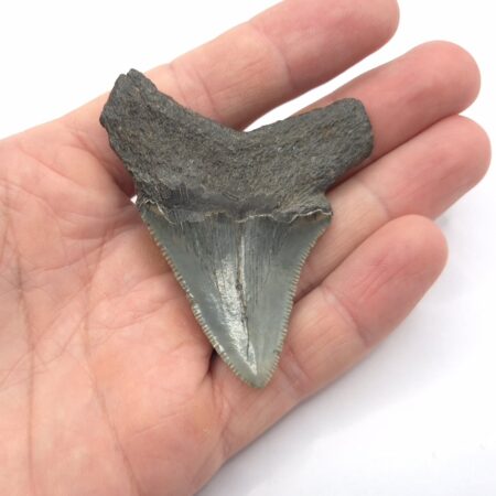 Megalodon Haizahn South Carolina