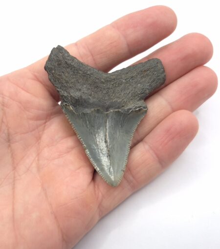 Megalodon Haizahn South Carolina