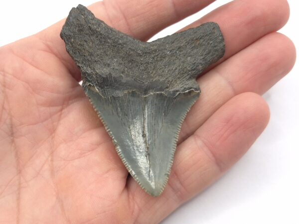 Megalodon Haizahn South Carolina