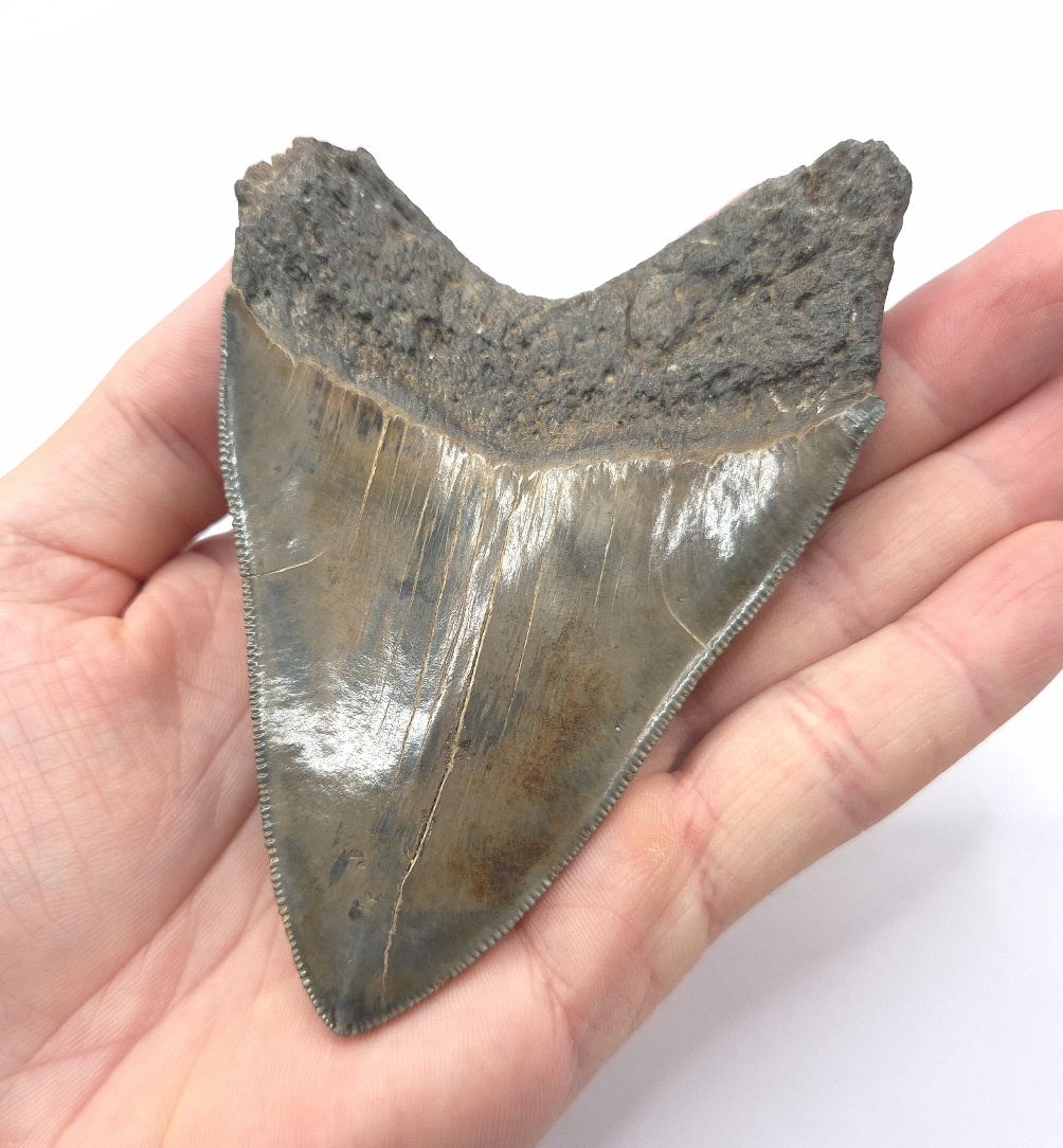 Traumhaft schönes Muster und Farben. Haizahn eines Megalodon