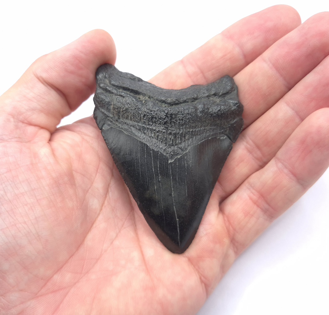 Fluss Megalodon Haizahn Meg Fossil