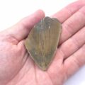 Fragment eines Megalodon Haizahn