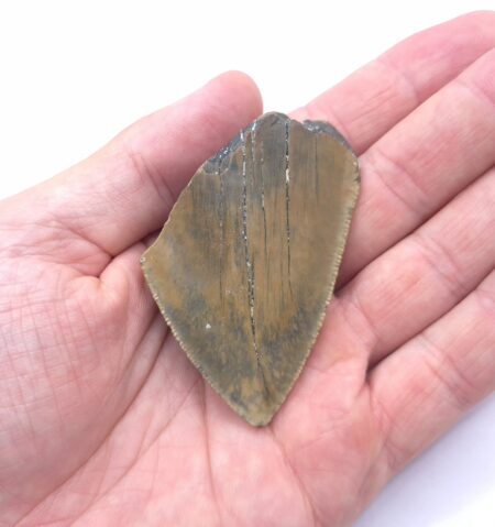 Fragment eines Megalodon Haizahn