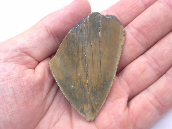 Fragment eines Megalodon Haizahn