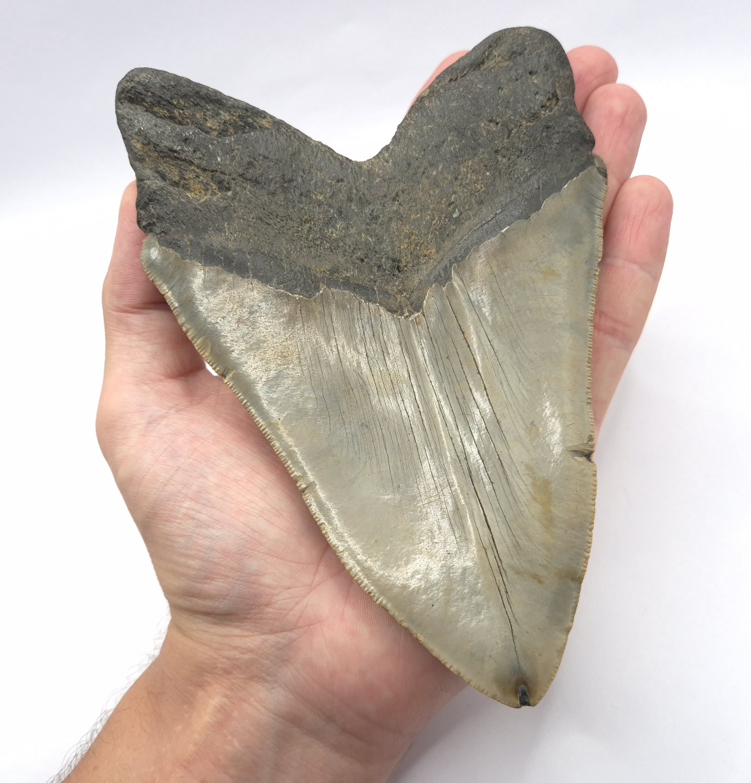 16,8 cm Kantenlänge ! Megalodon Haizahn aus North Carolina
