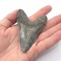 Super schöner Megalodon Haizahn