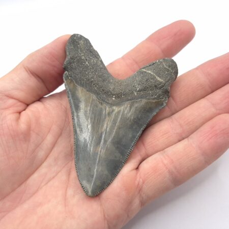 Super schöner Megalodon Haizahn