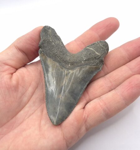 Super schöner Megalodon Haizahn