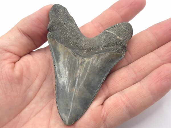 Super schöner Megalodon Haizahn