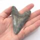 Super schöner Megalodon Haizahn