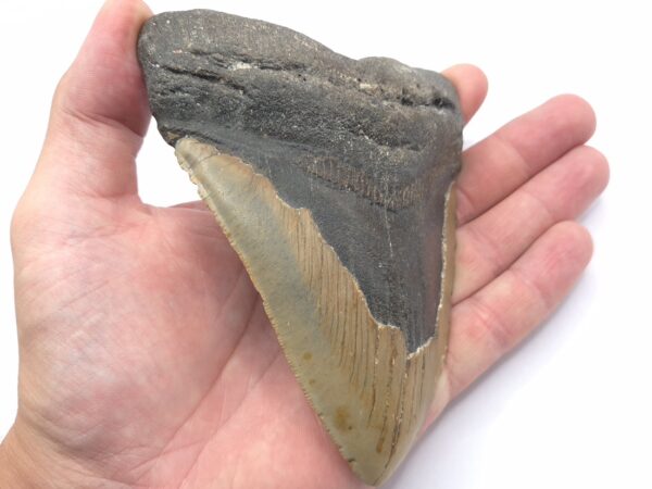USA Megalodon Haizahn Fossil