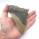 USA Megalodon Haizahn Fossil