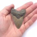 Zahn eines Megalodon