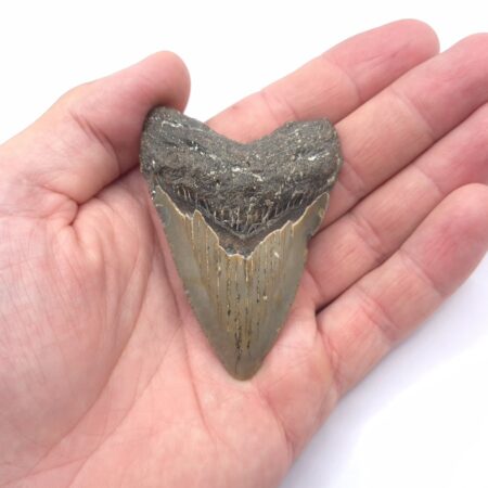 Zahn eines Megalodon