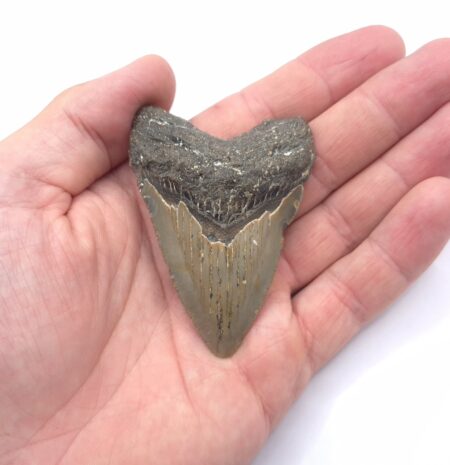 Zahn eines Megalodon