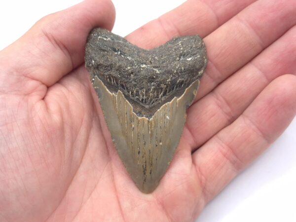 Zahn eines Megalodon