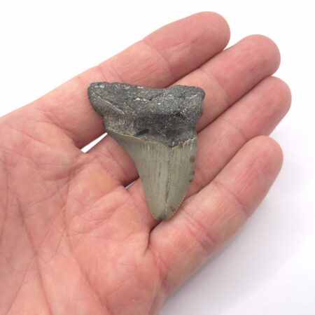 North Carolina Megalodon
