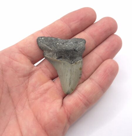 North Carolina Megalodon