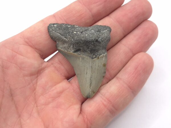 North Carolina Megalodon