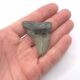 North Carolina Megalodon