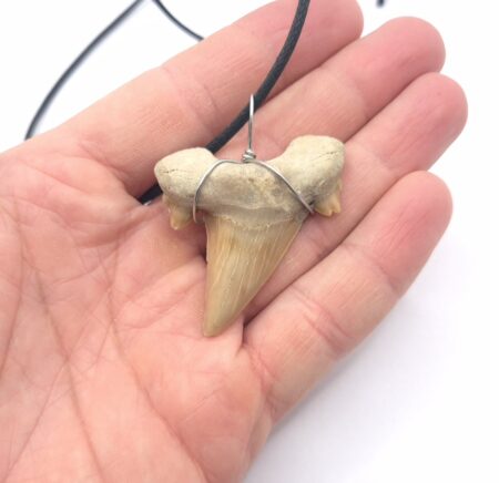 Otodus Obliquus Haizahn Fossil