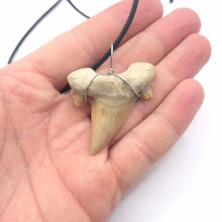 Otodus Obliquus Haizahn Fossil