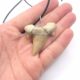 Otodus Obliquus Haizahn Fossil