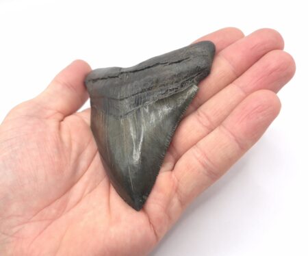 Schwarze Bourlette