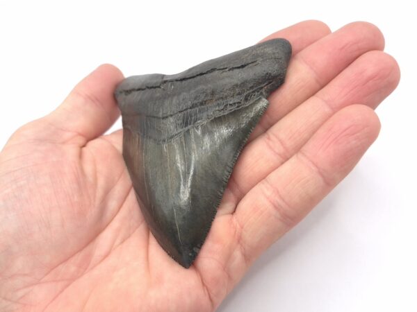 Schwarze Bourlette