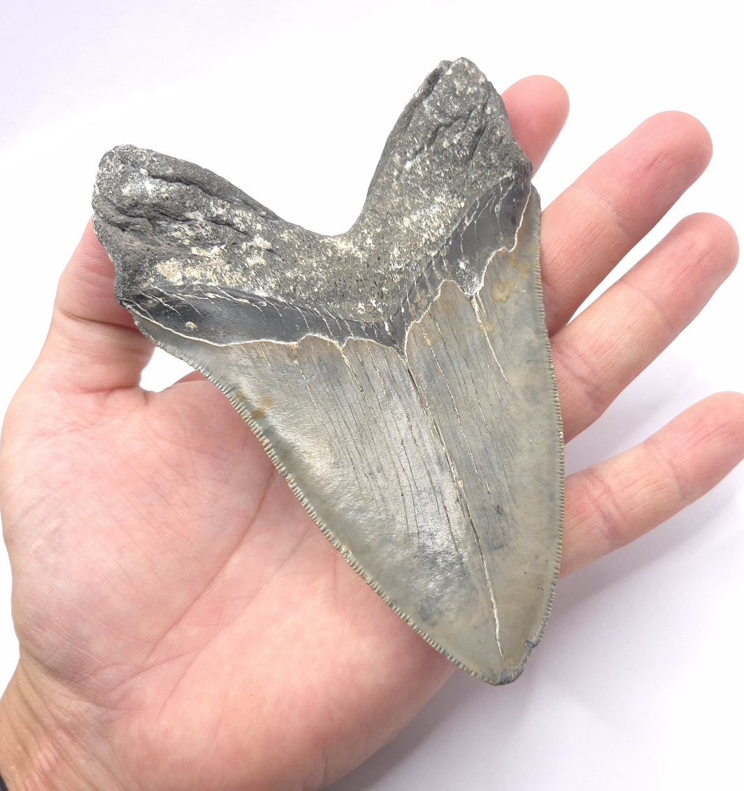 Gezackt an der Schneide. Gute Qualität ! Schöner Megalodon Zahn