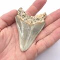 Megalodon Haizahn Fossilien