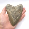 Haizahn Fossil eines Megalodon