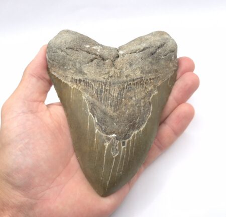 Haizahn Fossil eines Megalodon