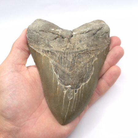 Haizahn Fossil eines Megalodon