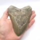 Haizahn Fossil eines Megalodon