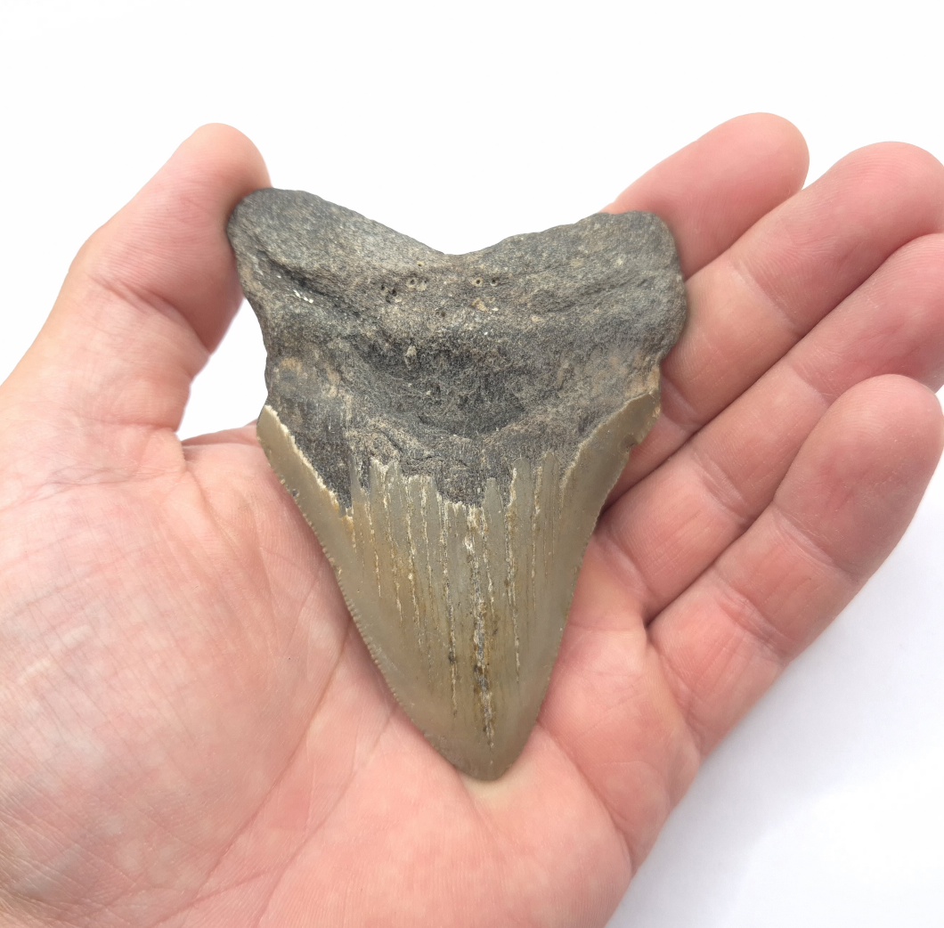 Küste vor Wilmington North Carolina USA Haizahn Megalodon