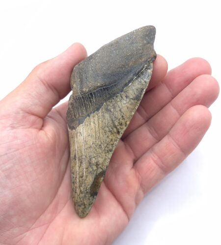 Megalodon Heartbreaker