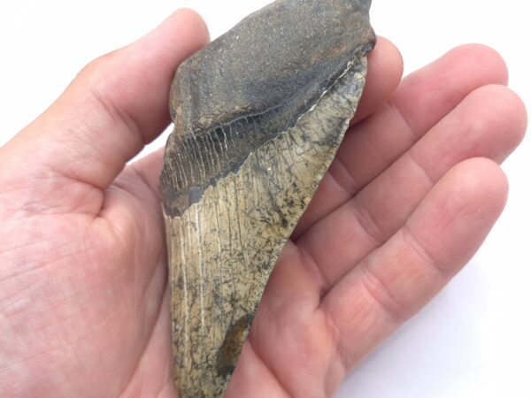 Megalodon Heartbreaker