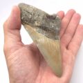 USA Megalodon Haizahn mit guter Qualität