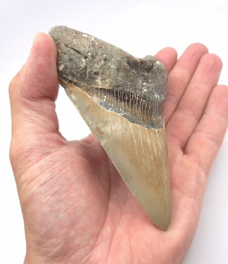 USA Megalodon Haizahn mit guter Qualität