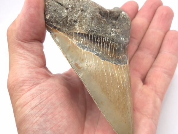USA Megalodon Haizahn mit guter Qualität